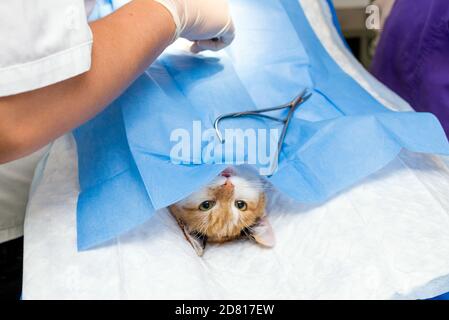 Gros plan chat sur la table d'opération et chirurgie vétérinaire. chirurgie abdominale chez le vétérinaire Banque D'Images