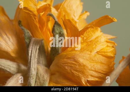 Fleur de Ranunculus sèche, gros plan, mise au point locale Banque D'Images