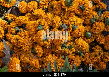 Cempasuchil plante sur le terrain à Xochimilco Mexique Banque D'Images