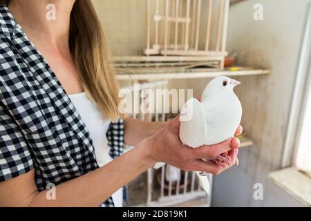 Colombe à portée de main dans le loft de pigeon Banque D'Images