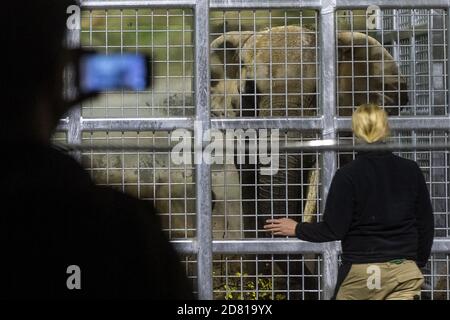 Drumbo, l'éléphant d'Afrique de 46 ans du zoo de Schönbrunn à Vienne, est arrivé au zoo de Dvur Kralove, République tchèque, le 23 octobre 2020. Le zoo de Dvur Kralove s'est spécialisé dans les espèces africaines en général, gardant les éléphants africains depuis 1969. L'arrivée de Drumbo est d'enrichir la vie sociale des femmes locales Saly et Umbu, qui ont 38 et 39 ans. (CTK photo/David Tanecek) Banque D'Images