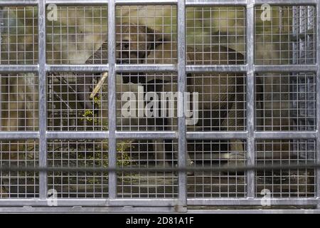 Drumbo, l'éléphant d'Afrique de 46 ans du zoo de Schönbrunn à Vienne, est arrivé au zoo de Dvur Kralove, République tchèque, le 23 octobre 2020. Le zoo de Dvur Kralove s'est spécialisé dans les espèces africaines en général, gardant les éléphants africains depuis 1969. L'arrivée de Drumbo est d'enrichir la vie sociale des femmes locales Saly et Umbu, qui ont 38 et 39 ans. (CTK photo/David Tanecek) Banque D'Images