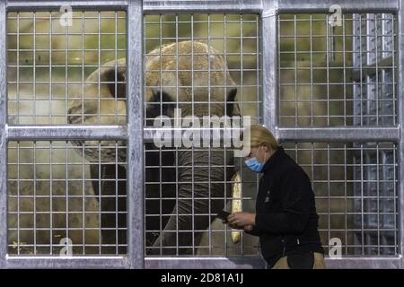 Drumbo, l'éléphant d'Afrique de 46 ans du zoo de Schönbrunn à Vienne, est arrivé au zoo de Dvur Kralove, République tchèque, le 23 octobre 2020. Le zoo de Dvur Kralove s'est spécialisé dans les espèces africaines en général, gardant les éléphants africains depuis 1969. L'arrivée de Drumbo est d'enrichir la vie sociale des femmes locales Saly et Umbu, qui ont 38 et 39 ans. (CTK photo/David Tanecek) Banque D'Images