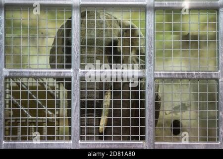 Drumbo, l'éléphant d'Afrique de 46 ans du zoo de Schönbrunn à Vienne, est arrivé au zoo de Dvur Kralove, République tchèque, le 23 octobre 2020. Le zoo de Dvur Kralove s'est spécialisé dans les espèces africaines en général, gardant les éléphants africains depuis 1969. L'arrivée de Drumbo est d'enrichir la vie sociale des femmes locales Saly et Umbu, qui ont 38 et 39 ans. (CTK photo/David Tanecek) Banque D'Images