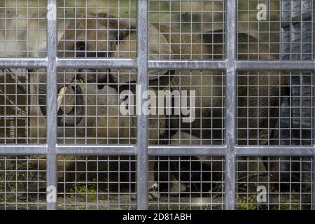 Drumbo, l'éléphant d'Afrique de 46 ans du zoo de Schönbrunn à Vienne, est arrivé au zoo de Dvur Kralove, République tchèque, le 23 octobre 2020. Le zoo de Dvur Kralove s'est spécialisé dans les espèces africaines en général, gardant les éléphants africains depuis 1969. L'arrivée de Drumbo est d'enrichir la vie sociale des femmes locales Saly et Umbu, qui ont 38 et 39 ans. (CTK photo/David Tanecek) Banque D'Images