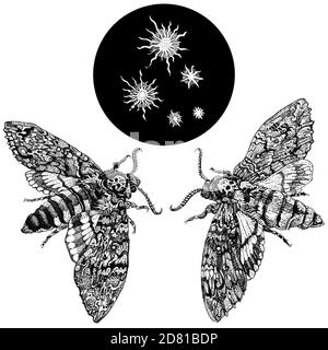 Acherontia Styx ou Adcarthroth de la tête de la mort. Illustration de stylo à encre dessinés à la main, isolée en noir sur blanc. Imprimé t-shirt, motif tatouage style travail de la dentine. Banque D'Images