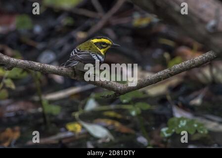 Paruline de Townsend (Setophaga townsendi) un petit songbird de la partie ouest de l'Amérique du Nord. Banque D'Images