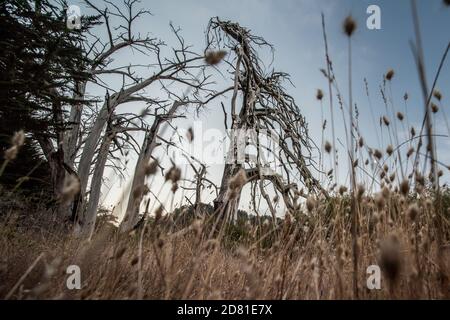 Les cèdres morts dans le peuplement sans feuilles et sèchent dans le point Reyes National Seashore, dans le comté de Marin, en Californie. Banque D'Images