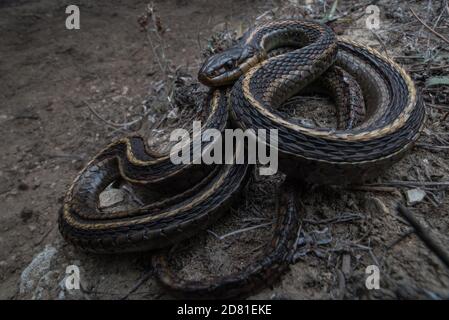 La couleuvre tachetée (Thamnophis elegans terrestris) une espèce inoffensive de la côte californienne, y compris la pointe Reyes National Seashore. Banque D'Images