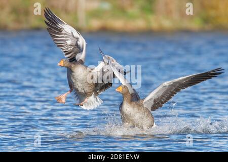 Graulag Goose (Anser anser) débarquant en couple sur une piscine marécageuse, Gloucestershire, Royaume-Uni, février. Banque D'Images