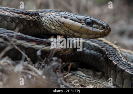 Un portrait d'un serpent à tête errante (Thamnophis elegans) de l'ouest des États-Unis. Banque D'Images