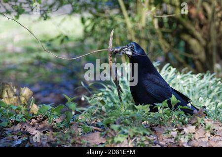 Rook (Corvus frugilegus) sur le sol des bois avec des bâtons dans son bec, il a recueilli pour son nid, Gloucestershire, Royaume-Uni, février. Banque D'Images