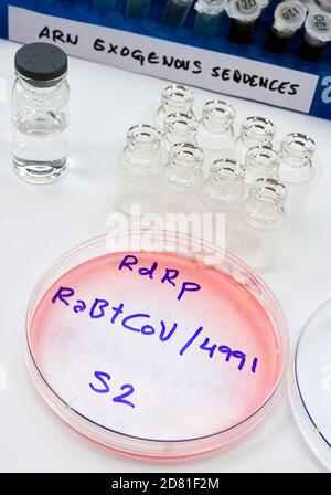 Flacons d'étude de séquence d'ARN exogène sur le virus SRAS-COV-2 en laboratoire, image conceptuelle Banque D'Images