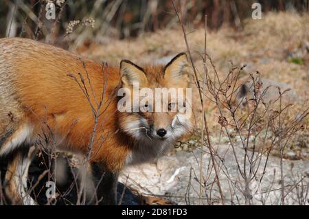 Profil de renard en gros plan regardant l'appareil photo avec un arrière-plan de feuillage flou dans son environnement et son habitat, montrant la fourrure de renard. Image de renard roux. Image. Banque D'Images