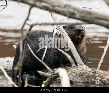 Otter sur une bûche près de l'eau avec un fond flou montrant les dents, la bouche ouverte dans son environnement et son habitat. Banque D'Images