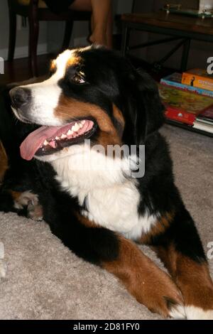 Bosco a Bernese Mountain Dog vue de côté souriant et détendu. Downers Grove Illinois, Illinois, États-Unis Banque D'Images