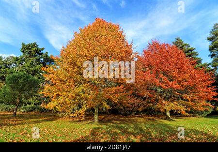 Bedford Park, Bedfordshire. 26 octobre 2020. Arbres et feuilles dans leur sommet de magnifiques couleurs automnales autour de Bedford Park, dans un après-midi principalement ensoleillé d'octobre. Bedford, Royaume-Uni 26 octobre 2020 crédit : KEITH MAYHEW/Alamy Live News Banque D'Images