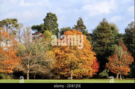 Bedford Park, Bedfordshire. 26 octobre 2020. Arbres et feuilles dans leur sommet de magnifiques couleurs automnales autour de Bedford Park, dans un après-midi principalement ensoleillé d'octobre. Bedford, Royaume-Uni 26 octobre 2020 crédit : KEITH MAYHEW/Alamy Live News Banque D'Images