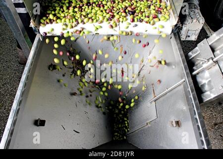 Olives sur courroie transporteuse à l'usine d'huile d'olive pendant le processus de production d'huile d'olive extra vierge dans la périphérie d'Athènes à Attica, Grèce. Banque D'Images