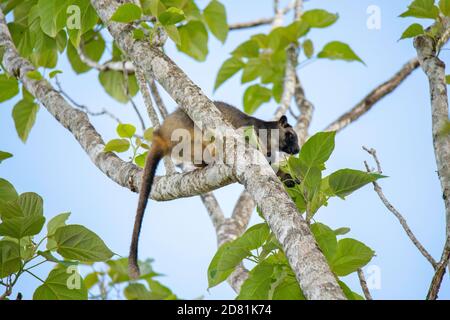 Lumholtz's Tree-Kangaroo Dendrolagus lumholtzi Nerada Tea Plantation, Glen Allyn, Queensland, Australie 5 novembre 2019 Adulte Macropodidae Banque D'Images