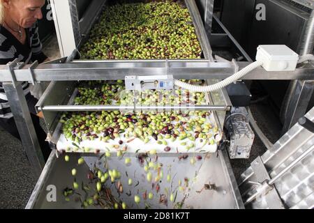 Olives sur courroie transporteuse à l'usine d'huile d'olive pendant le processus de production d'huile d'olive extra vierge dans la périphérie d'Athènes à Attica, Grèce. Banque D'Images