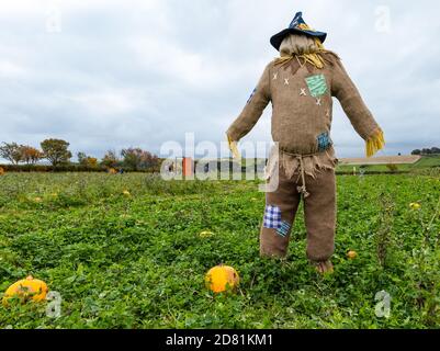 Scarecrow dans le champ de citrouille, Kilduff Farm, East Lothian, Écosse, Royaume-Uni Banque D'Images