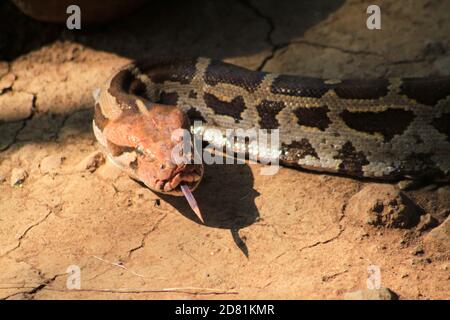 Portrait d'un python réticulé adulte , gros plan. Flou photo d'arrière-plan Banque D'Images