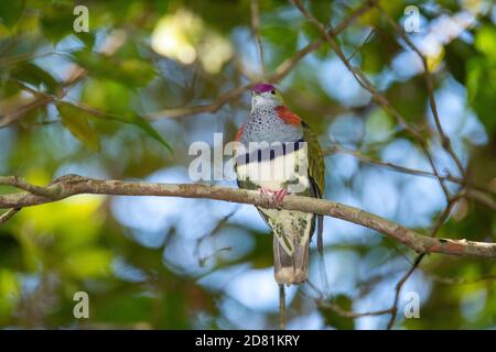 Superbe fruit-Dove Ptilinopus Superbus Mt. Hypipamee National Park, Queensland, Australie 6 novembre 2019 Adulte Columbidae Banque D'Images