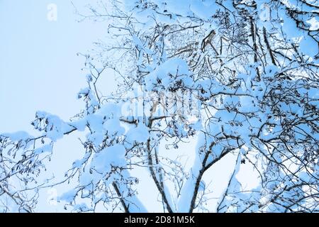 Une forêt fantastique après de nombreuses journées de tempête de neige, de neige. Calottes enneigées, couverture de neige sur les arbres et les arbustes, forêt inhabituelle. Aulne (Alnus) avec des chatons Banque D'Images