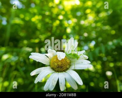 Sauterelle de prairie femelle (Tettigonidae, Platycleis possible) avec un long ovipositeur épais assis sur une fleur de camomille Banque D'Images