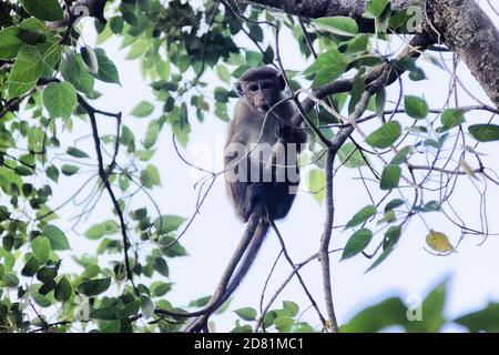 Singe dans un adorable arbre sur le fond des montagnes boisées de pluie. Faune endémique du Sri Lanka. Macaque à la façade pâle (Macaca sinica aurifrons) Banque D'Images