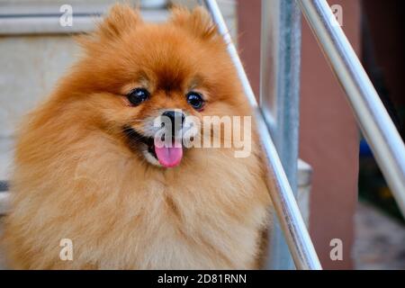 Mignon chien heureux Pomeranian assis sur les escaliers Banque D'Images