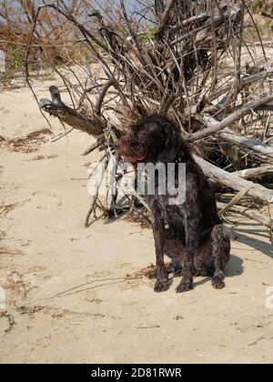 Chien de chasse, Drathaar assis sur une plage humide après avoir nagé dans la rivière. Banque D'Images