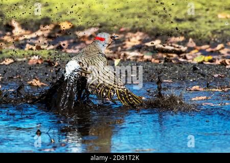 Bain de scintillement du nord dans l'eau boueuse en automne Banque D'Images