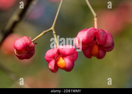 Gros plan de baies de broche aux couleurs vives, de fruits roses et orange de l'arbre de broche (Euonymus europaeus) Banque D'Images