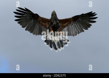 Harris Hawk en vol et en perching Banque D'Images