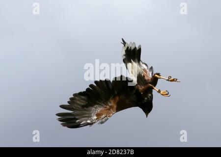 Harris Hawk en vol et en perching Banque D'Images