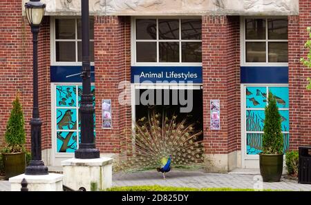 Prospect Park Zoo à Brooklyn, New York Banque D'Images