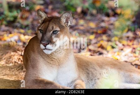 Un couguar (Puma concolor) apprécie le temps d'automne au WNC nature Centre à Asheville, en Caroline du Nord, aux États-Unis Banque D'Images