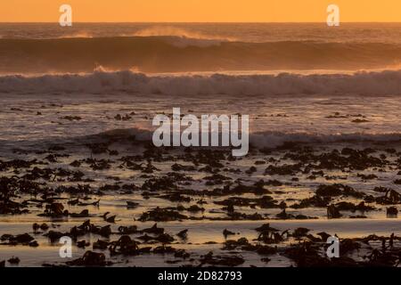 Vagues au coucher du soleil le long de la côte ouest, dans le parc national de Namaqua, en Afrique du Sud, avec Kelp qui avait été lavé au premier plan Banque D'Images