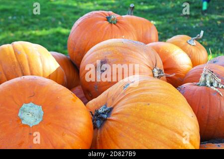 Gros plan de citrouilles d'orange à Kenyon Hall Farm, en Angleterre Banque D'Images