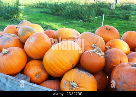 Grande monticule de citrouilles fraîches et orange dans une grande caisse en bois à Kenyon Hall Farm, en Angleterre Banque D'Images