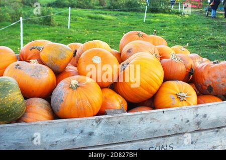 Grande monticule de citrouilles fraîches et orange dans une grande caisse en bois à Kenyon Hall Farm, en Angleterre Banque D'Images