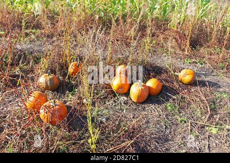 Cueillette de citrouilles dans un champ en train de mourir avec des citrouilles fraîches lors d'une journée ensoleillée à Kenyon Hall Farm, en Angleterre Banque D'Images