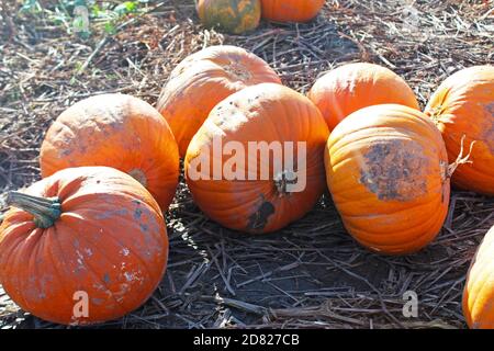 Cueillette de citrouilles dans une collection de citrouilles fraîches et boueuses sur un terrain mort à Kenyon Hall Farm, en Angleterre Banque D'Images