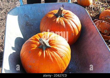 Cueillette de citrouilles avec de grandes citrouilles fraîches dans une brouette à Kenyon Hall Farm, en Angleterre Banque D'Images