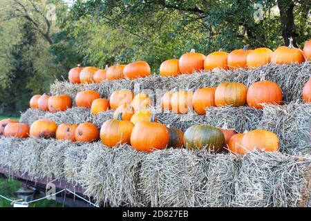 Grosses citrouilles orange empilées sur des balles de paille dans la ferme Kenyon Hall, en Angleterre Banque D'Images