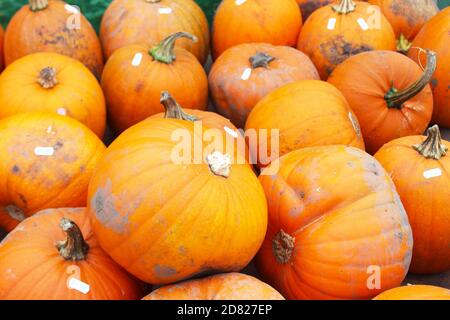 Gros plan de citrouilles fraîches boueuses en vente à Kenyon Hall Farm, en Angleterre Banque D'Images