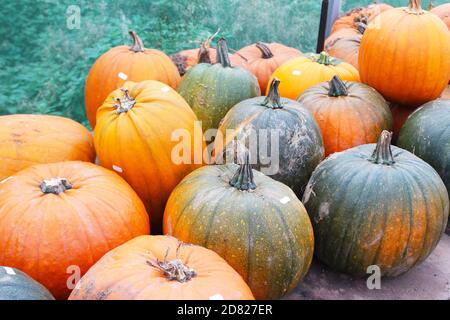 Collection de grandes citrouilles fraîches et impaires en vente à Kenyon Hall Farm, Angleterre Banque D'Images