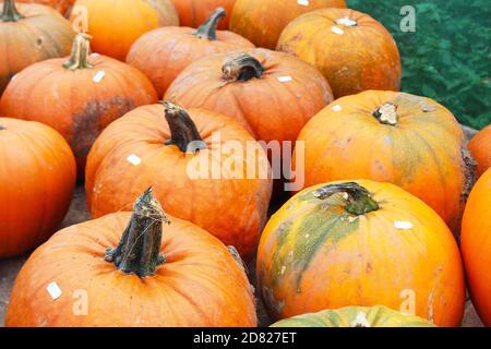 Gros plan de citrouilles fraîches boueuses en vente à Kenyon Hall Farm, en Angleterre Banque D'Images